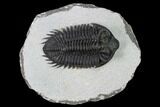 Coltraneia Trilobite Fossil - Huge Faceted Eyes #165841-1